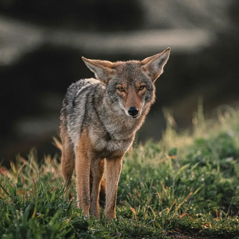 Trappage de coyote sans cruauté à Québec, Lévis, Bellechasse, Beauce, Montmagny, Lotbinière et Chaudière-Appalaches. Extermination, intervention, déprédation, trappage, capture