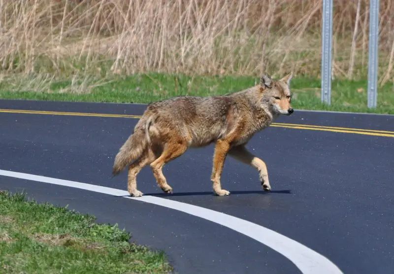 Trappage de coyote sans cruauté à Québec, Lévis, Bellechasse, Beauce, Montmagny, Lotbinière et Chaudière-Appalaches. Extermination, intervention, déprédation, trappage, capture