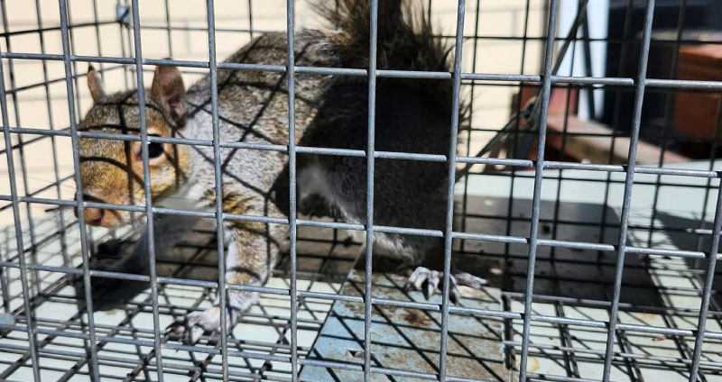 Trappage d'écureuil sans cruauté à Québec, Lévis, Bellechasse, Beauce, Montmagny, Lotbinière et Chaudière-Appalaches. Extermination, intervention, déprédation, trappage, capture