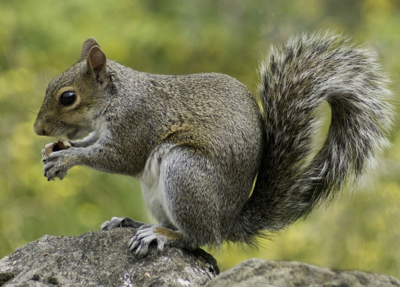 Trappage d'écureuil sans cruauté à Québec, Lévis, Bellechasse, Beauce, Montmagny, Lotbinière et Chaudière-Appalaches. Extermination, intervention, déprédation, trappage, capture
