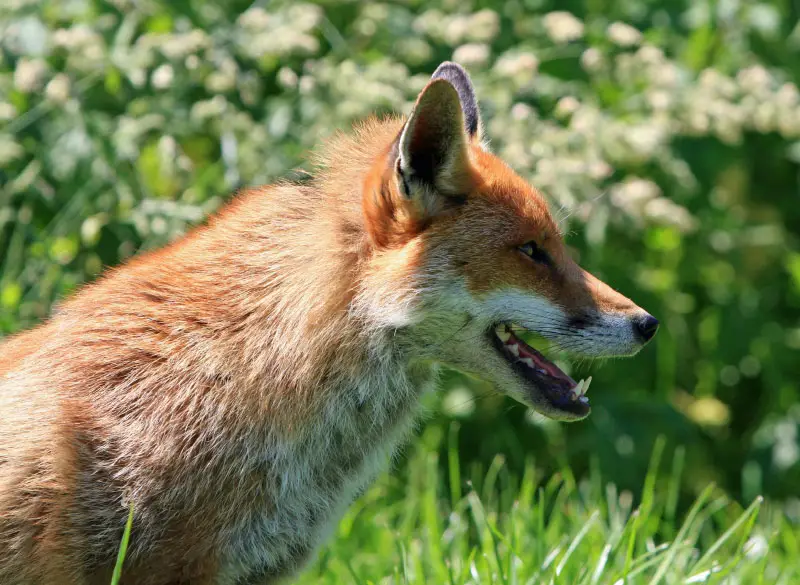 Trappage de renard sans cruauté à Québec, Lévis, Bellechasse, Beauce, Montmagny, Lotbinière et Chaudière-Appalaches. Extermination, intervention, déprédation, trappage, capture
