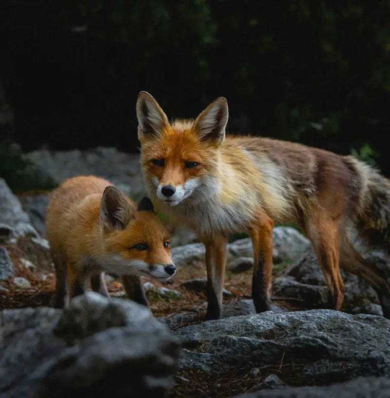 Trappage de renard sans cruauté à Québec, Lévis, Bellechasse, Beauce, Montmagny, Lotbinière et Chaudière-Appalaches. Extermination, intervention, déprédation, trappage, capture